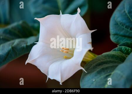 Datura stramonium, buisson à fleurs avec Apple Banque D'Images