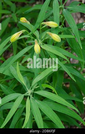 Lily péruvienne Alstroemeria aurea avec des fleurs fermées. Parc national de Conguillio. Région d'Araucania. Chili. Banque D'Images