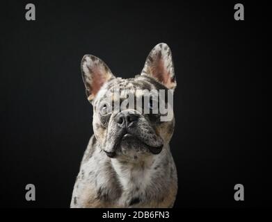 CHIOT BULLDOG FRANÇAIS AVEC DES YEUX DE DIFFÉRENTES COULEURS Banque D'Images