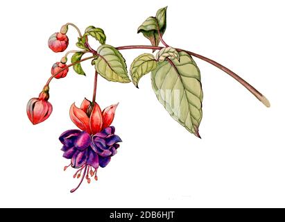 Aquarelle botanique illustration graphique d'une fleur de fuchsia avec des bourgeons et des feuilles isolés sur un fond blanc. Pour les cartes de mariage. Qualité graphique t Banque D'Images
