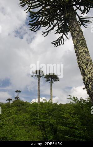 Trubland avec des arbres de puzzle de singe Araucaria araucana. Parc national de Conguillio. Région d'Araucania. Chili. Banque D'Images