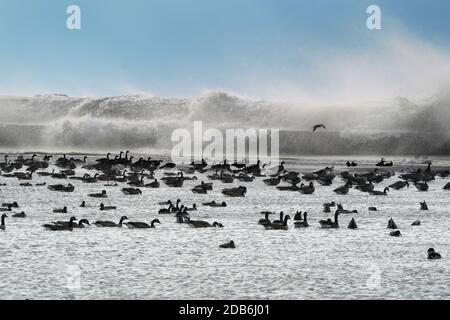 Bernache du Canada avec vagues se brisant au-dessus du brise-lames Banque D'Images