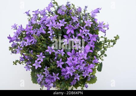 Belle fleur de printemps violet vif dalmate bush bellflower (Campanula portenschlagiana) Banque D'Images