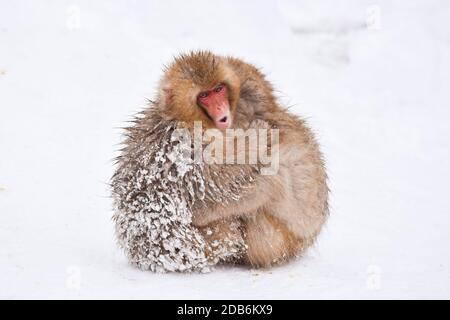 deux petits singes à neige bruns s'embrassant et se rangeant les uns les autres de la neige froide avec de la glace dans leur fourrure en hiver. Animaux sauvages montrant l'amour Banque D'Images