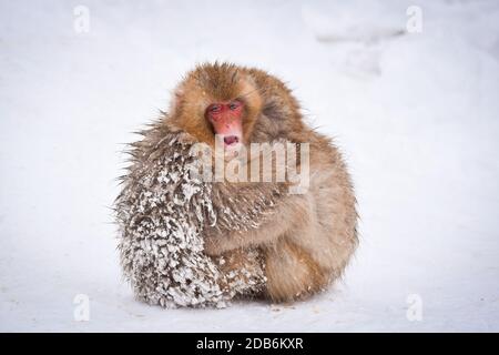 deux petits singes à neige bruns s'embrassant et se rangeant les uns les autres de la neige froide avec de la glace dans leur fourrure en hiver. Animaux sauvages montrant l'amour Banque D'Images