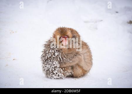 deux petits singes à neige bruns s'embrassant et se rangeant les uns les autres de la neige froide avec de la glace dans leur fourrure en hiver. Animaux sauvages montrant l'amour Banque D'Images
