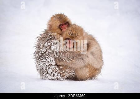 deux petits singes à neige bruns s'embrassant et se rangeant les uns les autres de la neige froide avec de la glace dans leur fourrure en hiver. Animaux sauvages montrant l'amour Banque D'Images