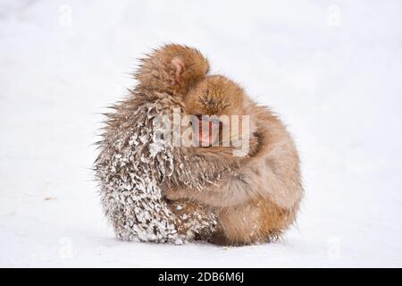 deux petits singes à neige bruns s'embrassant et se rangeant les uns les autres de la neige froide avec de la glace dans leur fourrure en hiver. Animaux sauvages montrant l'amour Banque D'Images