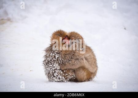 deux petits singes à neige bruns s'embrassant et se rangeant les uns les autres de la neige froide avec de la glace dans leur fourrure en hiver. Animaux sauvages montrant l'amour Banque D'Images