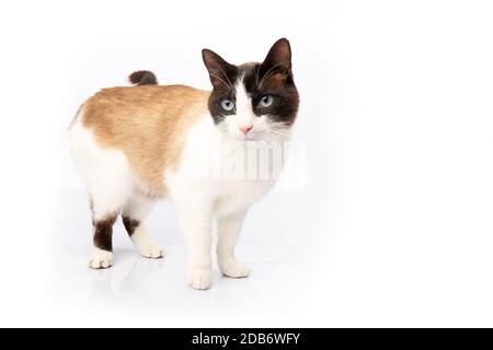 Siamese et ragdoll croix chat marchant sur fond blanc en studio Banque D'Images