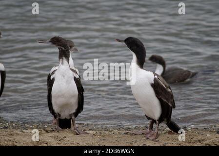 L'Impériale s'en tire à Leucocarbo atyceps sur la côte de Punta Arenas. Province de Magallanes. Magallanes et région antarctique chilienne. Chili. Banque D'Images