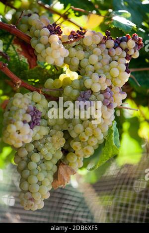 Raisin blanc dans le vignoble Banque D'Images