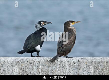 Cormoran (Phalacrocorax capillatus japonais adultes et juvéniles) Comité permanent sur l'ouvrage de Choshi, Chiba Prefecture, Honshu, Japan Banque D'Images
