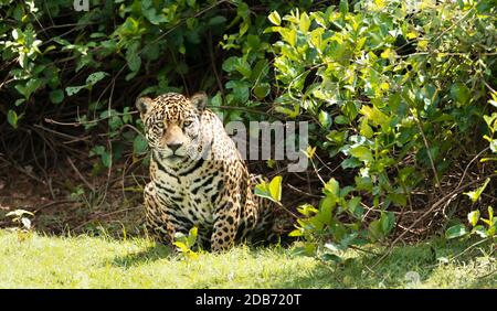 Gros plan d'une Jaguar à South Pantanal, Brésil. Banque D'Images