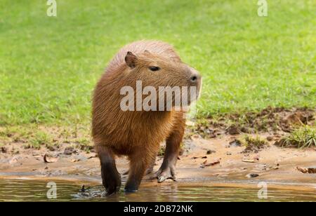 Gros plan d'un Capybara sur une rive, South Pantanal, Brésil. Banque D'Images