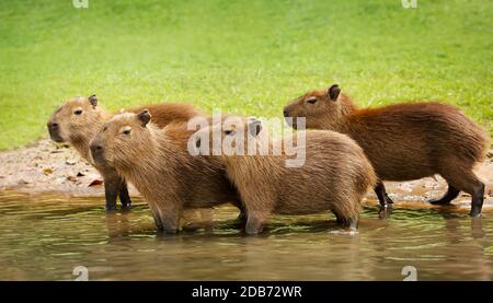 Groupe de bébés capybaras sur une rive de rivière, Pantanal Sud, Brésil. Banque D'Images