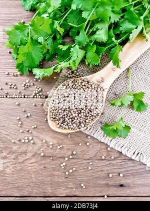 Graines de coriandre dans une cuillère sur le bustier, cilantro vert frais sur fond d'un vieux panneau en bois d'en haut Banque D'Images