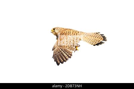 Gros plan d'un kestrel commun en vol sur fond blanc clair. Banque D'Images