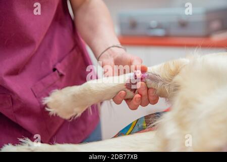 introduction d'une canule pour le prélèvement sanguin dans la patte du chien. Banque D'Images