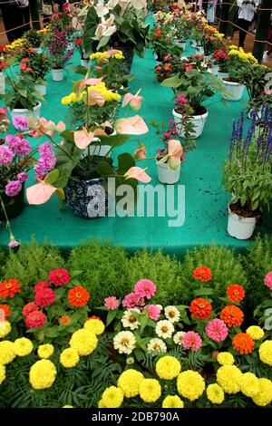 Plantes fleuries et pots au salon des fleurs dans le jardin botanique de Lalbagh, Bengaluru, Karnataka, Inde, Asie Banque D'Images