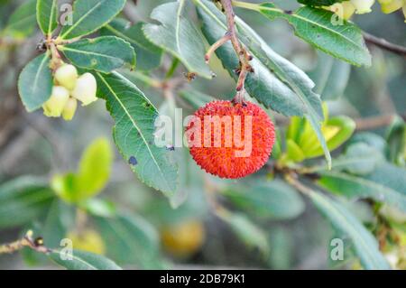 Arbutus unedo ou arbre de fraise pour le fond avec des fruits. Banque D'Images