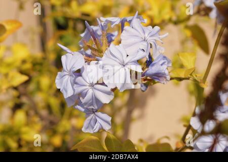 PLUMBAGO AURICULATA BLEU FONCÉ Banque D'Images