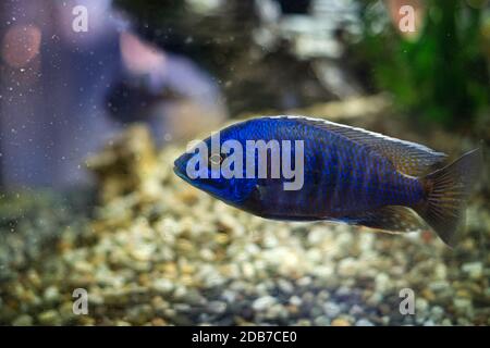 Pêchez dans un aquarium-aquarium transparent, un habitat aquatique sous éclairage artificiel. Magnifiques paysages naturels. Banque D'Images