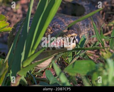 Bouche Détails d'un ciman Hiding dans la végétation dans le Pantanal au Brésil Banque D'Images