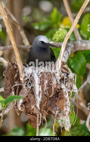 Black Noddy Anous minutus Lady Elliot Island, Queensland, Australie 9 novembre 2019 Adulte sur le nid. Laridae Banque D'Images