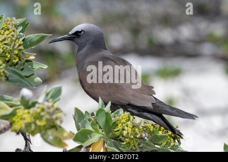 Brown Noddy Anous stolidus Lady Elliot Island, Queensland, Australie 9 novembre 2019 Adulte Laridae Banque D'Images