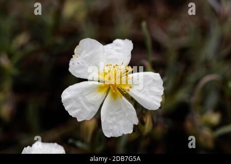 Helianthemum nummularium (connu sous le nom de rosier commun) est une espèce de rosier (Cistaceae), originaire de la plupart de l'Europe. Banque D'Images