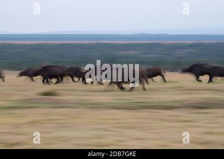 Afrique, Kenya, plateau de Laikipia, District de la frontière du Nord, OL Pejeta Conservancy. Buffle africain alias buffle du Cap (SAUVAGE : Syncerus caffer) courant. Banque D'Images
