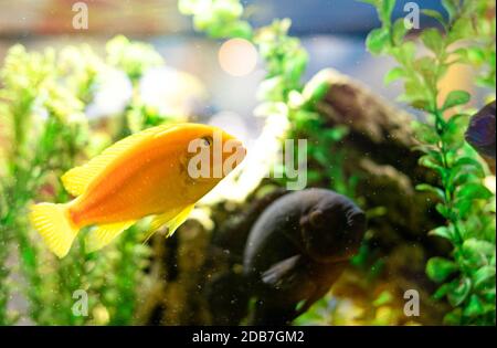 Les poissons rouges nagent dans un aquarium transparent, un aquarium, un habitat aquatique sous lumière artificielle. Magnifiques arrière-plans naturels. Banque D'Images