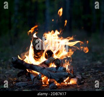 Le feu chaud de brindilles de bouleau dans la forêt Banque D'Images