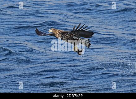 Aigle de mer de Steller (Haliaeetus pelagicus) poissons de mer immatures arrachés de Rausu, Hokkaido, Japon Mars Banque D'Images