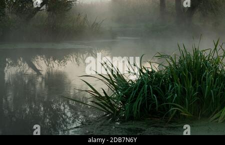 Roseaux sur la rive du fleuve couvertes par le brouillard Banque D'Images