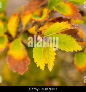 Laisse le feuillage de l'orme bonsaï en automne colorant de près Banque D'Images