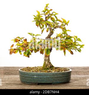 Orme d'écorce de liège (Ulmus) bonsai arbre à feuilles caduques sur bois Banque D'Images