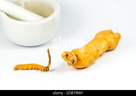 Champignon Caterpillar et racine de ginseng, médecine de la médecine chinoise traditionnelle Banque D'Images