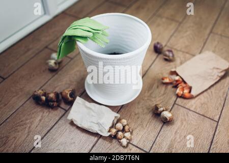 Planter des bulbes dans un pot à la maison. Tulipe, narcisse, crocus, jacinthe bulbes prêts à mettre dans le sol. Jardinage d'automne Banque D'Images