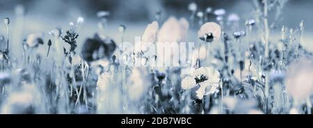 Des coquelicots rouges pastel et des fleurs de maïs bleu clair dans un champ d'été. Vue panoramique. Carte de deuil concept photo. Banque D'Images