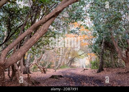 Black Park Country Park, Iver Heath, Slough, Londres, Royaume-Uni. Photographié à la fin de l'automne. Banque D'Images