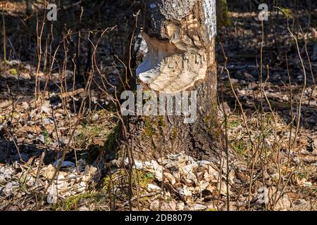 La partie inférieure du tronc de l'arbre a été rongé par un castor dans la forêt au début du printemps Banque D'Images