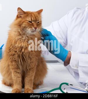 le médecin de l'efp dans un manteau médical blanc est assis à une table et examine un chat rouge doux adulte, un lieu de travail vétérinaire, un fond blanc Banque D'Images