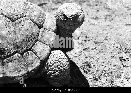 Statue de tortue à l'échelle de gris Banque D'Images