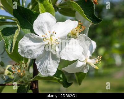 Fleur de cerisier blanc. Brindilles de cerisier sur fond de feuilles vertes. Un verger vert en arrière-plan. Banque D'Images