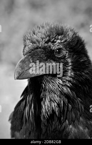 Portrait de Raven en noir et blanc, Grand Canyon, États-Unis d'Amérique Banque D'Images