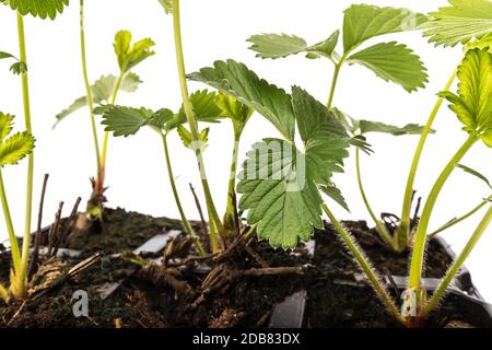 jeunes plants de fraises en pots sur fond blanc en studio Banque D'Images