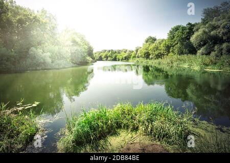 Roseaux vert sur la rivière sous ciel bleu Banque D'Images