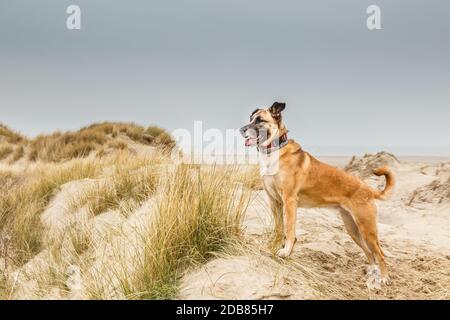 Un beau berger belge posant debout dans un paysage de dunes avec un relevé fièrement la tête et un collier avec tracker GPS autour du cou à la fro Banque D'Images